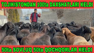 100ta TOJIKISTON ELITNIY SOVLUQLAR VA QOCHQORLAR KELDI SHOSHLING [upl. by Saval]