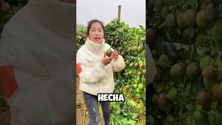 ¡Increíble Así Se Cosecha el Maracuyá en China 🍋 shorts [upl. by Hanford]