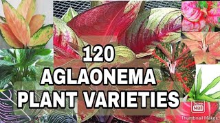 Aglaonema Plant Varieties with Names Gee Channel [upl. by Elyc]