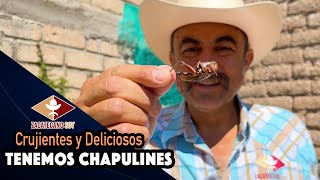 AHORA SI SE LOGRÓ Chapulines Buenos y Bien Tostados [upl. by Grous916]