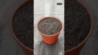 Watch A Dwarf Cow peas plant Grow from seeds Timelapse [upl. by Apollus]