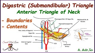 Digastric Submandibular triangle of neck Anatomy Boundaries amp contentsAnterior triangle of neck [upl. by Aicenek]