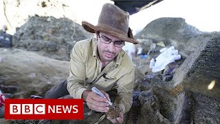 Dinosaur fossil from asteroid strike that caused extinction found scientists claim  BBC News [upl. by Alleras]