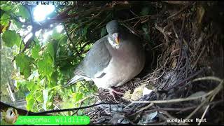 Woodpigeon Nest Live Stream Suffolk UK September 25 2024 [upl. by Bunker]