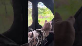 Hunting blind bolenoutdoors whitetaildeer hunting deerhunting deerhunting [upl. by Town]