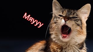 Мяуканье Посмотрите на реакцию Вашей кошки Звуки кота Cat sounds Meow meowcat voice [upl. by Nirrok]