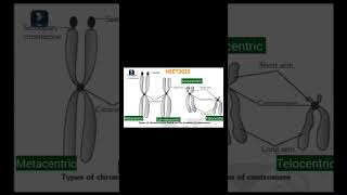 Metacentric  SubMetacentric  Acrocentric  Telocentric  Centromere [upl. by Ettezoj]