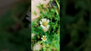 Tridax procumbens flowers flowerarrangementshorts short trendingshorts trending youtubeshorts [upl. by Yeliah584]