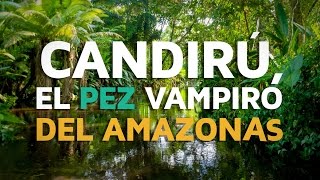 Candirú el pez VAMPIRO del Amazonas [upl. by Grega]