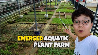 The COOLEST EMERSED AQUATIC PLANT FARM in SINGAPORE [upl. by Moth]