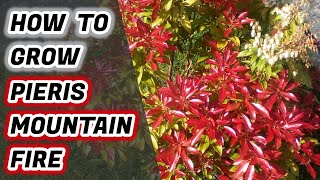 How To Grow Pieris Japonica Mountain Fire  Lily of the Valley Shrub [upl. by Mcneil]