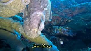 A Magnificent Giant Frog Fish Is YawningIn Moalboal Cebu Philippines 🇵🇭 [upl. by Havener]