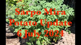 Sarpo Mira Potato Update 6 July 2024  Totally Amazing Growth for Potatoes Planted in Pots [upl. by Gavini101]