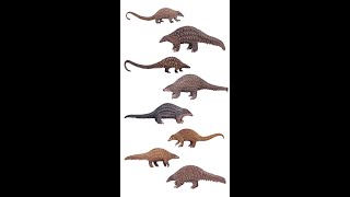 Types Of Pangolin  8 Species Of Pangolin pangolin shorts [upl. by Senaj294]