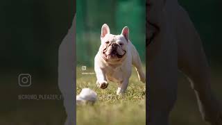 Let’s Get Fly Ch Iceman is OFA CHIC Normal French Bulldog [upl. by Upton555]