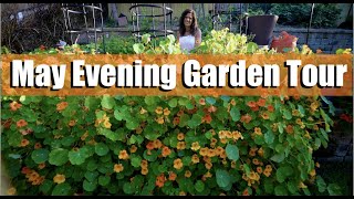 May Evening Garden Tour  Stunning Colors 🌅🌺 [upl. by Nyltiak]