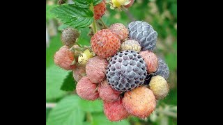 Framboesa Negra Tropical  Rubus Niveus plantio em vaso [upl. by Beckie733]