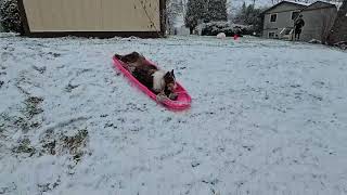 SnowLoving Dog Goes Sledding in Backyard [upl. by Jacques]