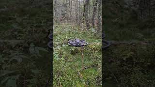 DJI Avata 2 ou comment déstresser en forêt après le travail 🥏🎮🛸🌲🌳😉 [upl. by Marchak]