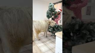 My cow helps decorate for Christmas [upl. by Bellina266]