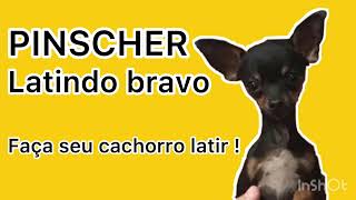 CACHORRO LATINDO BRAVO PINSCHER É CÃO DE GUARDA OU PINSCHER ACUADO BARKING DOG SECURITY DOG [upl. by Zela436]