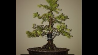 Cryptomeria Japonica Bonsai  Japanese Cedar [upl. by Nesahc]