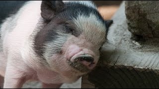 Top 10 Animals That Make Great Pets [upl. by Houser778]