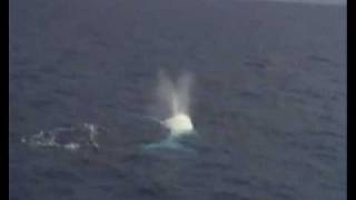 Migaloo  Albino Humpback Whale on The Great Barrier Reef [upl. by Soinotna]