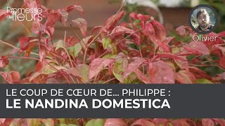 Le coup de cœur de Philippe  le nandina domestica [upl. by Bunce152]