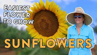 Everything You Need To Know To Grow Sunflowers From Seed To Harvest [upl. by Trakas]