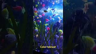 Color tetras [upl. by Dearman]