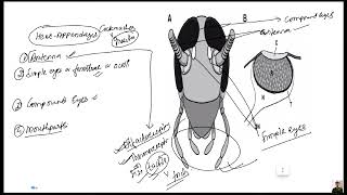 LEC2 ON ARTHROPODA BY KN SIR [upl. by Locin15]