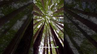 A peaceful escape into nature’s towering giantsredwoodsOtwaysgreatoceanroad [upl. by Brigit432]