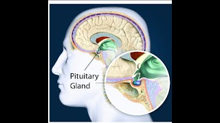 Pituitary gland  Function Location [upl. by Posehn]