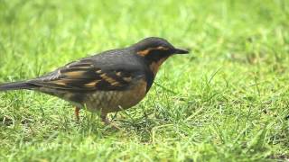 DSLR Video Varied Thrush [upl. by Materse]