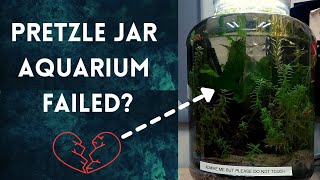 Difficulties when Keeping a Jar Aquarium aquarium aquariumplants [upl. by Merrile84]