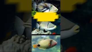 IKAN HIAS AIR LAUT MACAM MACAM JENIS IKAN HIAS TRIGGER FISH triggerfish aquafishpangandaran [upl. by Kcirdnekel]