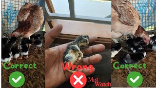 How to hatch eggs in Tamiltamilnadu chicken eggs youtube viral birds hatching farming hen [upl. by Stag]