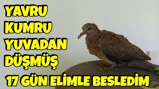 Yuvadan Düşen Kuş Yavrusuna Nasıl Bakılır [upl. by Eizzo646]