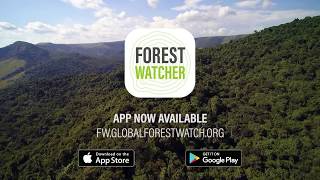 Forest Watcher App Helps Rangers Detect Illegal Logging [upl. by Sileray]