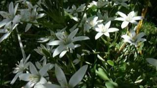 Star of Bethlehem Flower [upl. by Enoed223]