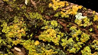 Orange Wall Lichen  Xanthoria sp [upl. by Tombaugh953]