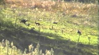 Fox meets Wedge tailed eagles [upl. by Laius390]