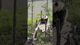 The Unpredictable and Fascinating Life of Pandas funny cute cutepanda panda pandafans ￼ [upl. by Yrogreg]