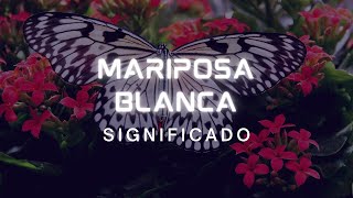 🦋¿Cual es el significado de la mariposa blanca🦋 [upl. by Basia]