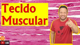 Tecido Muscular  Características e Funções  Histologia Animal [upl. by Adiuqal]