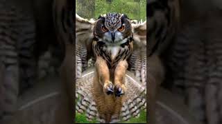 Owl Hooting Sound Effect  Copyright Free Sound Effect [upl. by Darci416]