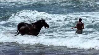 Dressage de cheval sauvage sur la plage de Puamau  Hiva Oa  Iles Marquises  Polynésie française [upl. by Ilrebma212]