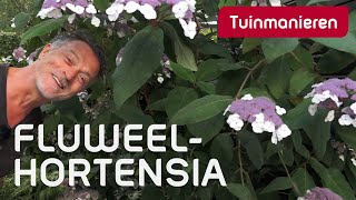 Wil je een bijzondere hortensia De fluweelhortensia  Plantenkennis  Tuinmanieren [upl. by Fougere880]