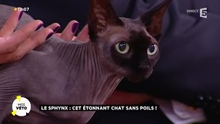 Le sphinx  cet étonnant chat sans poils [upl. by Critta]